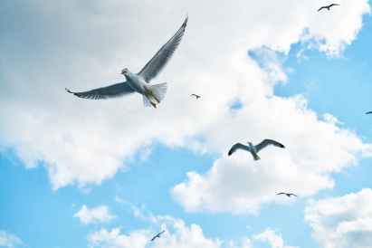 several soaring seagulls